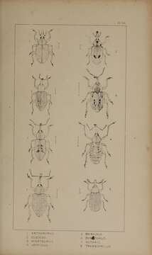 Image of Anthonomus ulmi Schoenherr 1825
