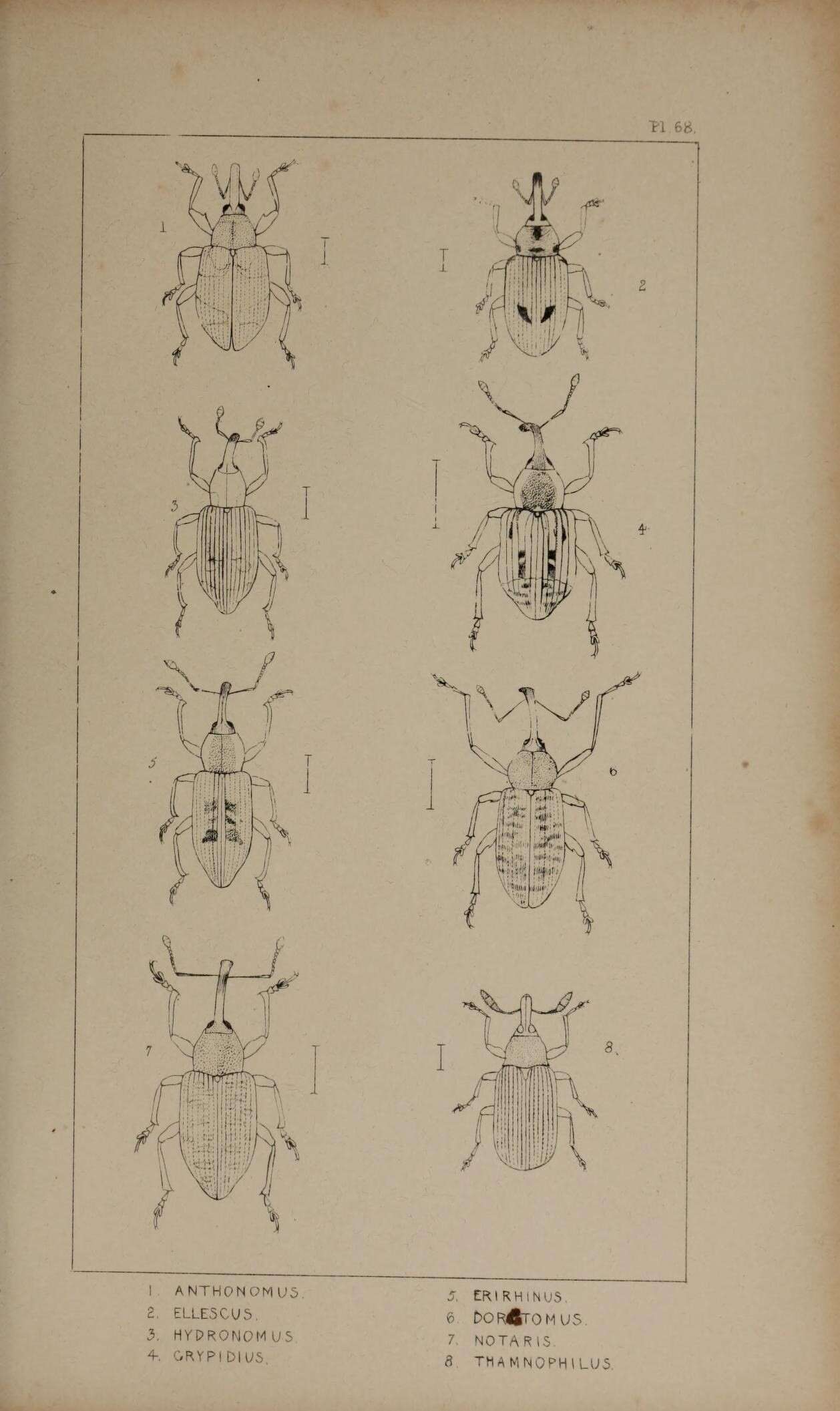 Sivun Anthonomus ulmi Schoenherr 1825 kuva