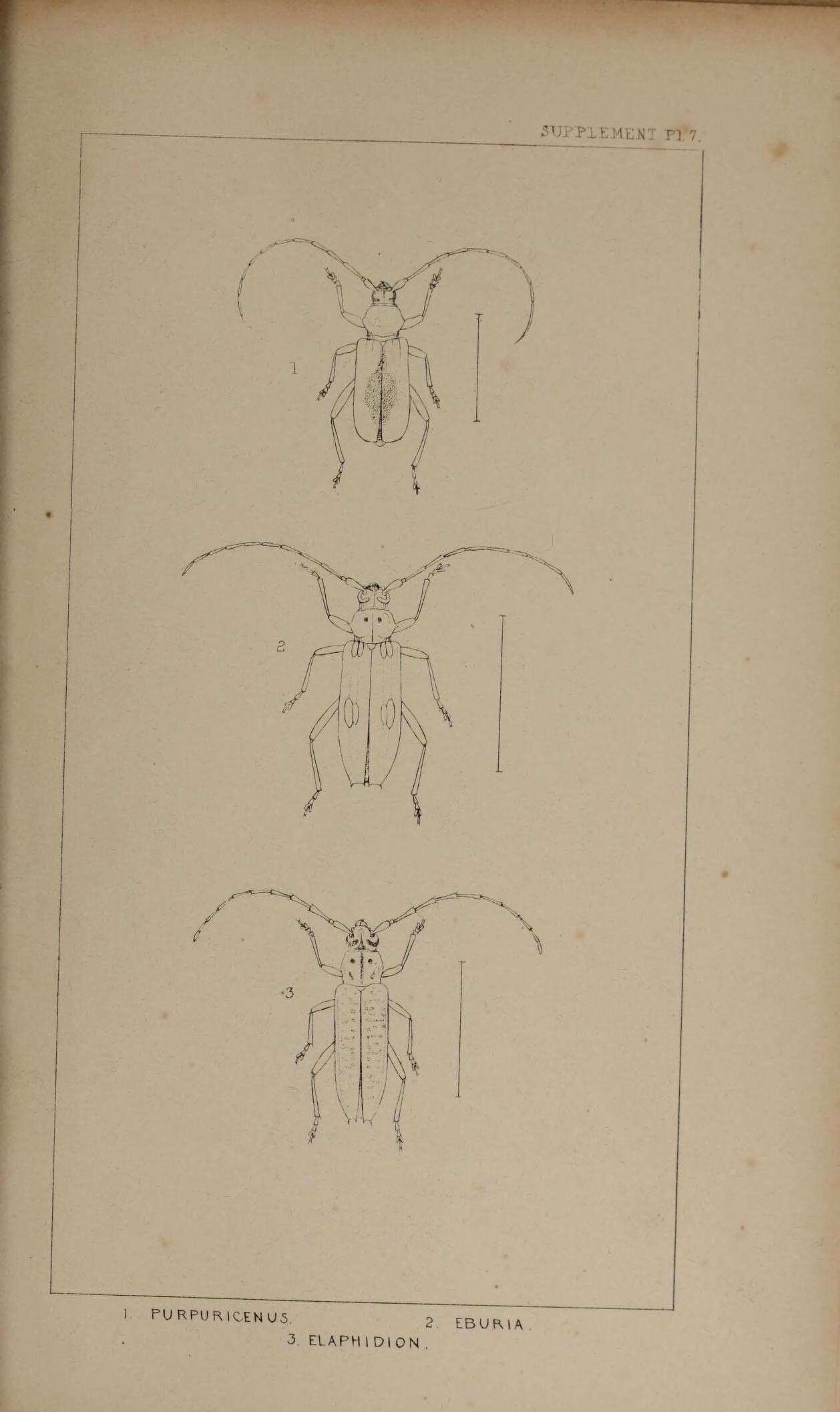 Image of Purpuricenus kaehleri (Linné 1758)