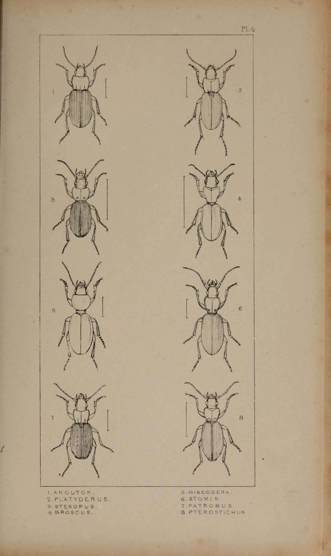 Image of Platyderus depressus (Audinet-Serville 1821)