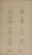 Image of Mononychus pseudacori Schoenherr 1825