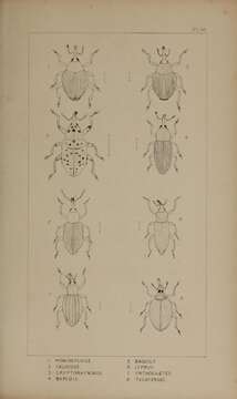 Image of Mononychus pseudacori Schoenherr 1825