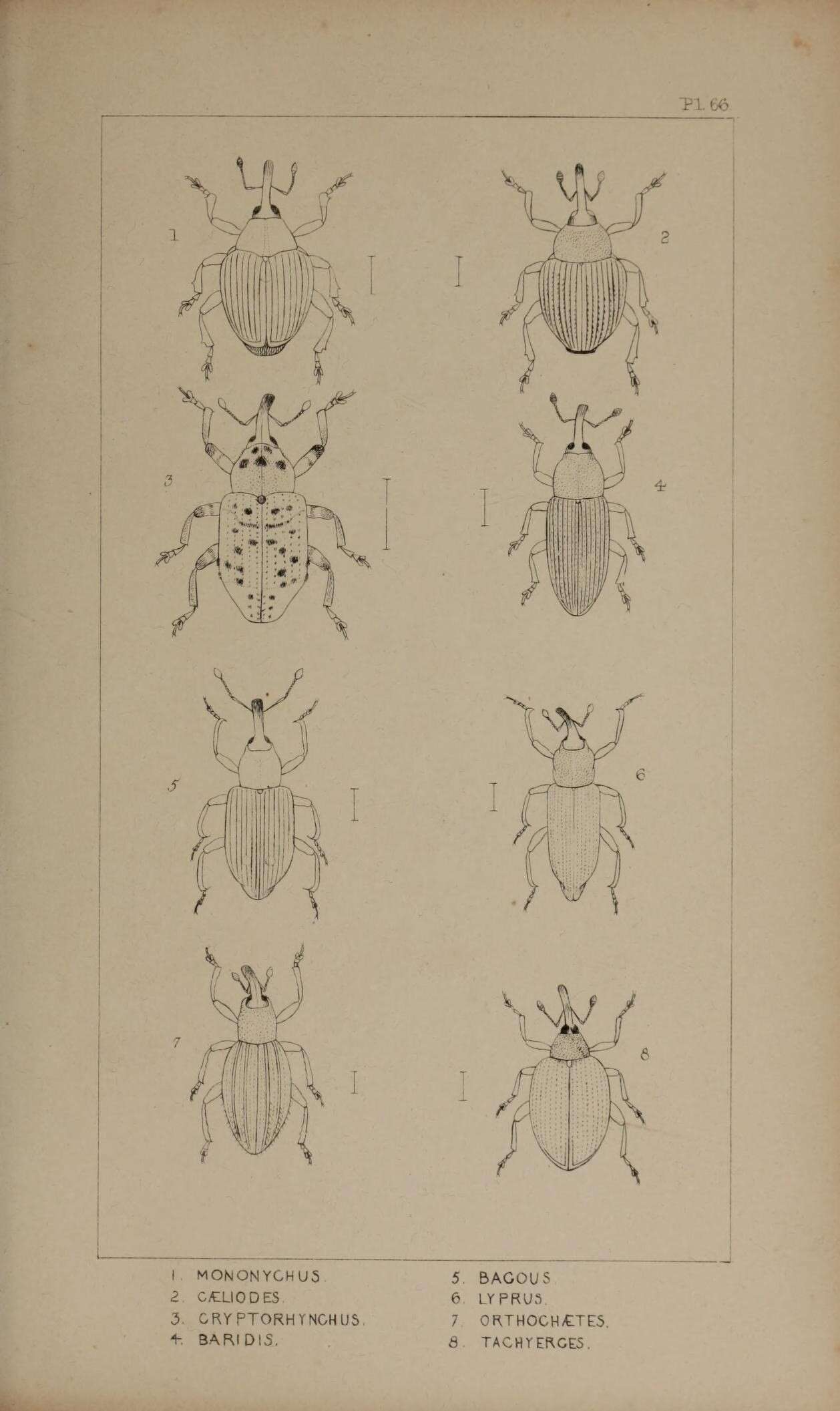 Image of Mononychus pseudacori Schoenherr 1825