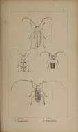 Image of Poplar Long-Horned Beetle