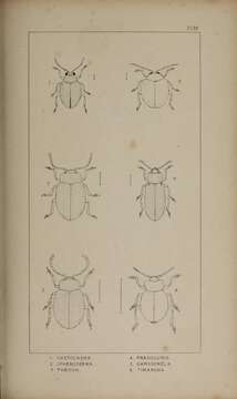 Image of beet flea beetle