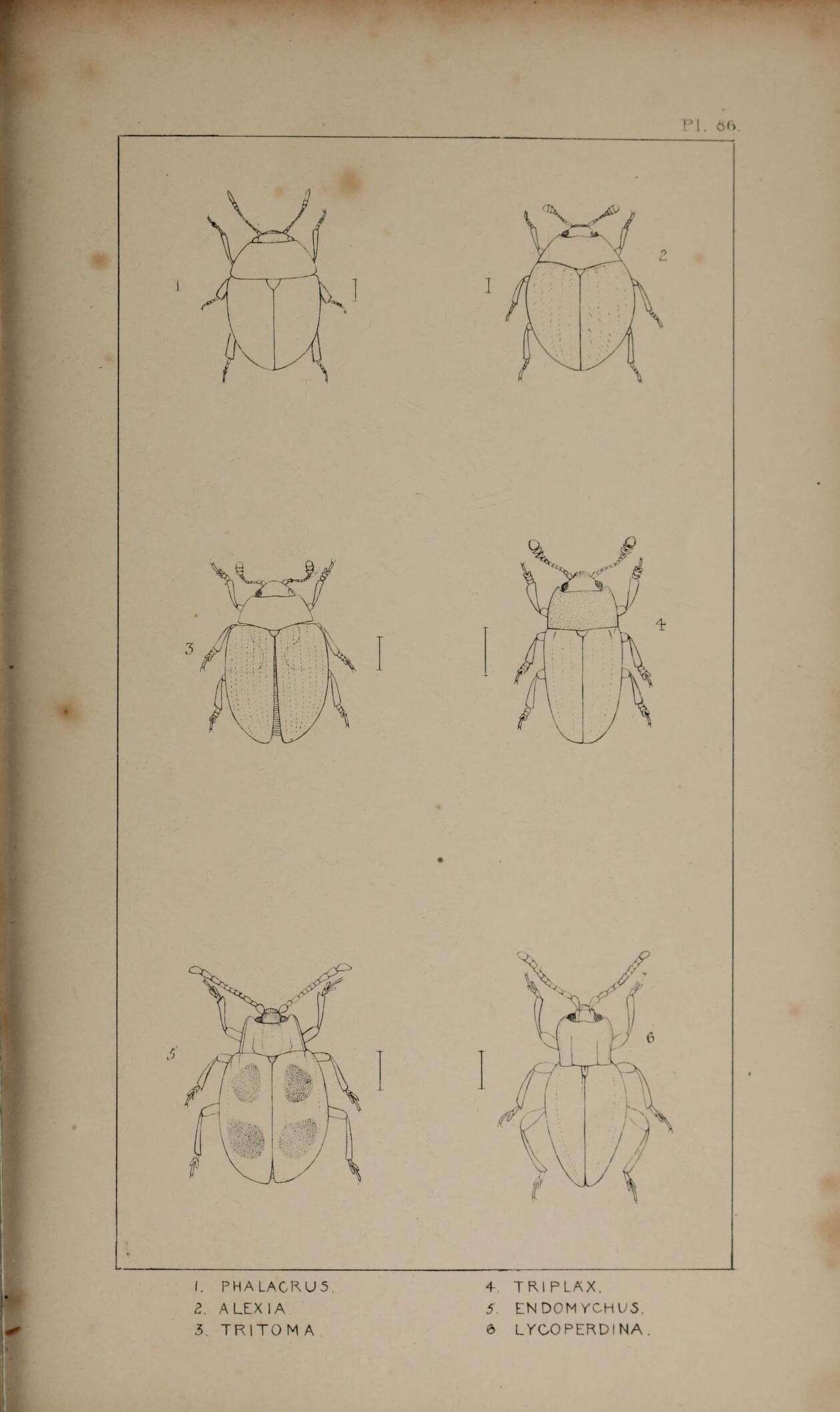 Sivun Sphaerosoma quercus Samouelle 1819 kuva