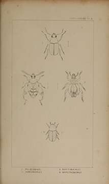 Sivun Phloeobius griseus Schoenherr 1823 kuva