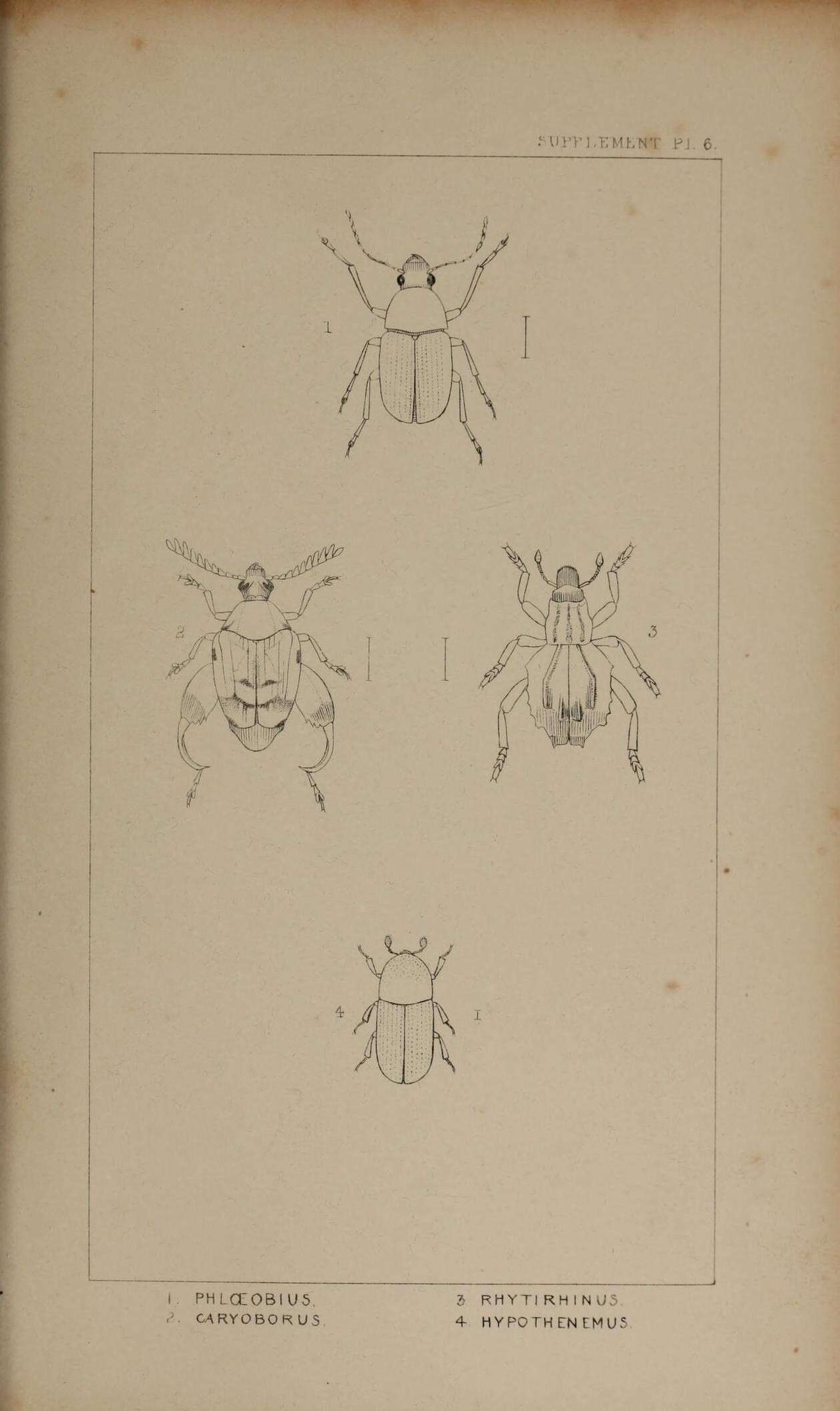 Image of Phloeobius griseus Schoenherr 1823
