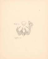 Image of Camaricus formosus Thorell 1887