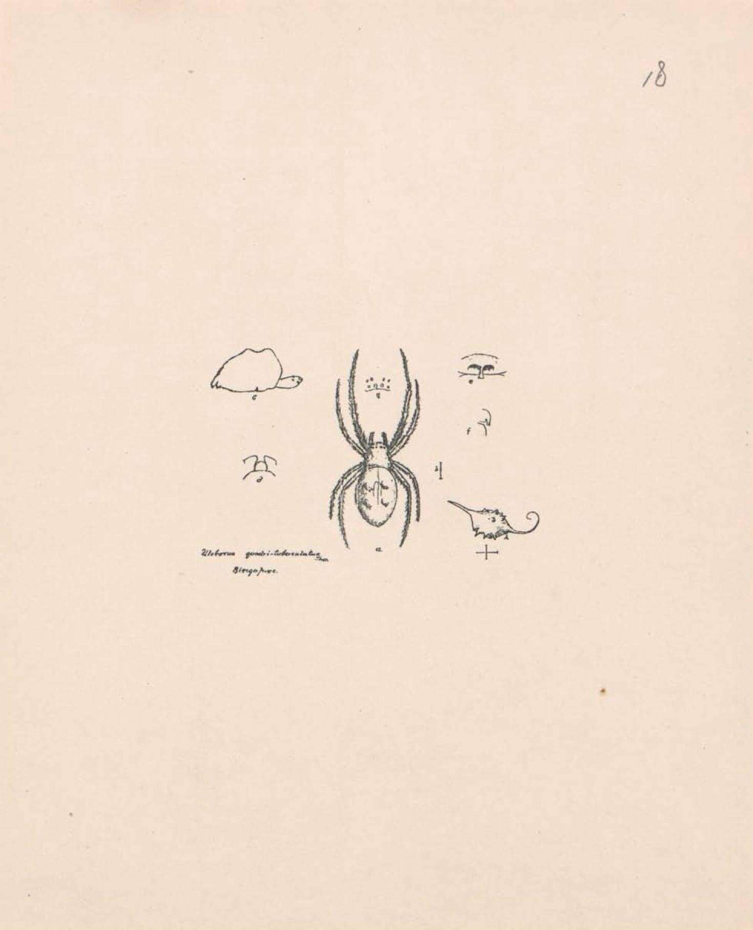 Image of Philoponella quadrituberculata (Thorell 1892)