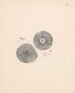 Image of Gea spinipes C. L. Koch 1843