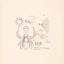 Image of Theridiosoma fasciatum Workman 1896