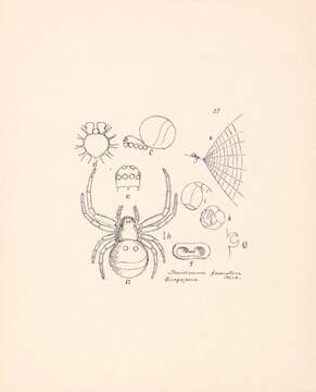 Image of Theridiosoma fasciatum Workman 1896