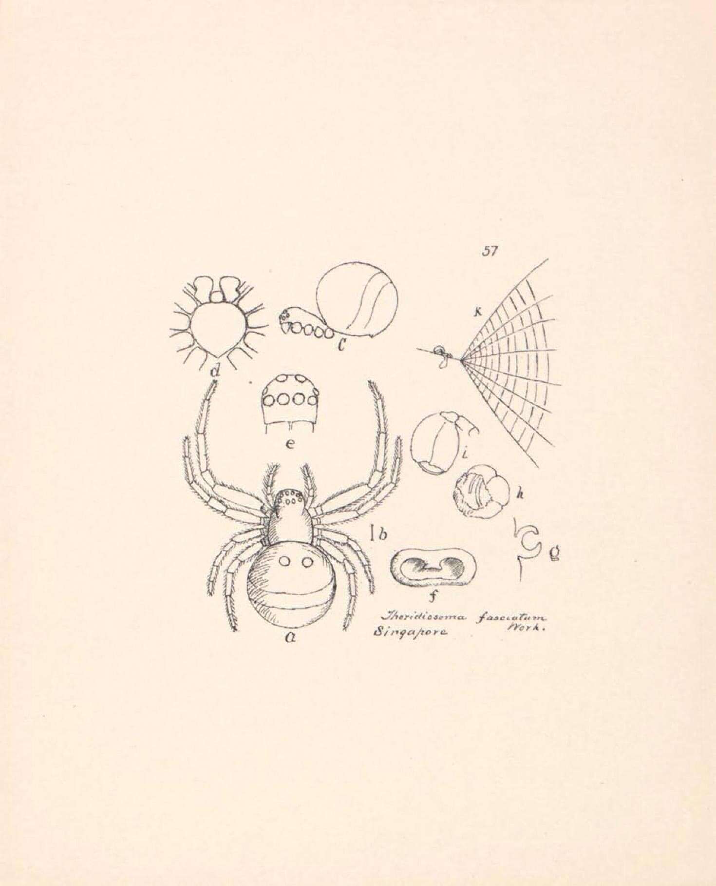 Image of Theridiosoma fasciatum Workman 1896