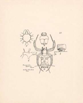 صورة Phoroncidia lygeana (Walckenaer 1841)