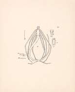 Image de Ariamnes flagellum (Doleschall 1857)