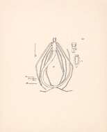 Image of Ariamnes flagellum (Doleschall 1857)