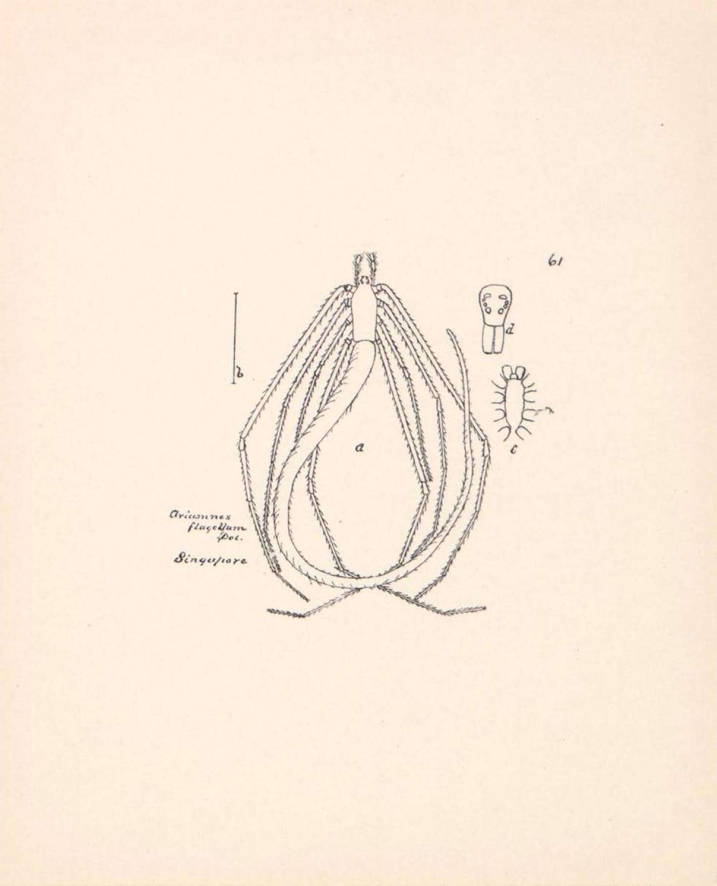 Image of Ariamnes flagellum (Doleschall 1857)