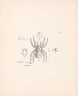 Image de Cryptothele sundaica Thorell 1890