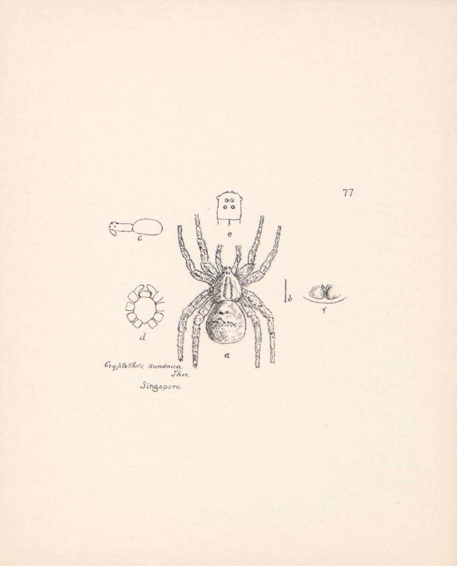 Image de Cryptothele sundaica Thorell 1890