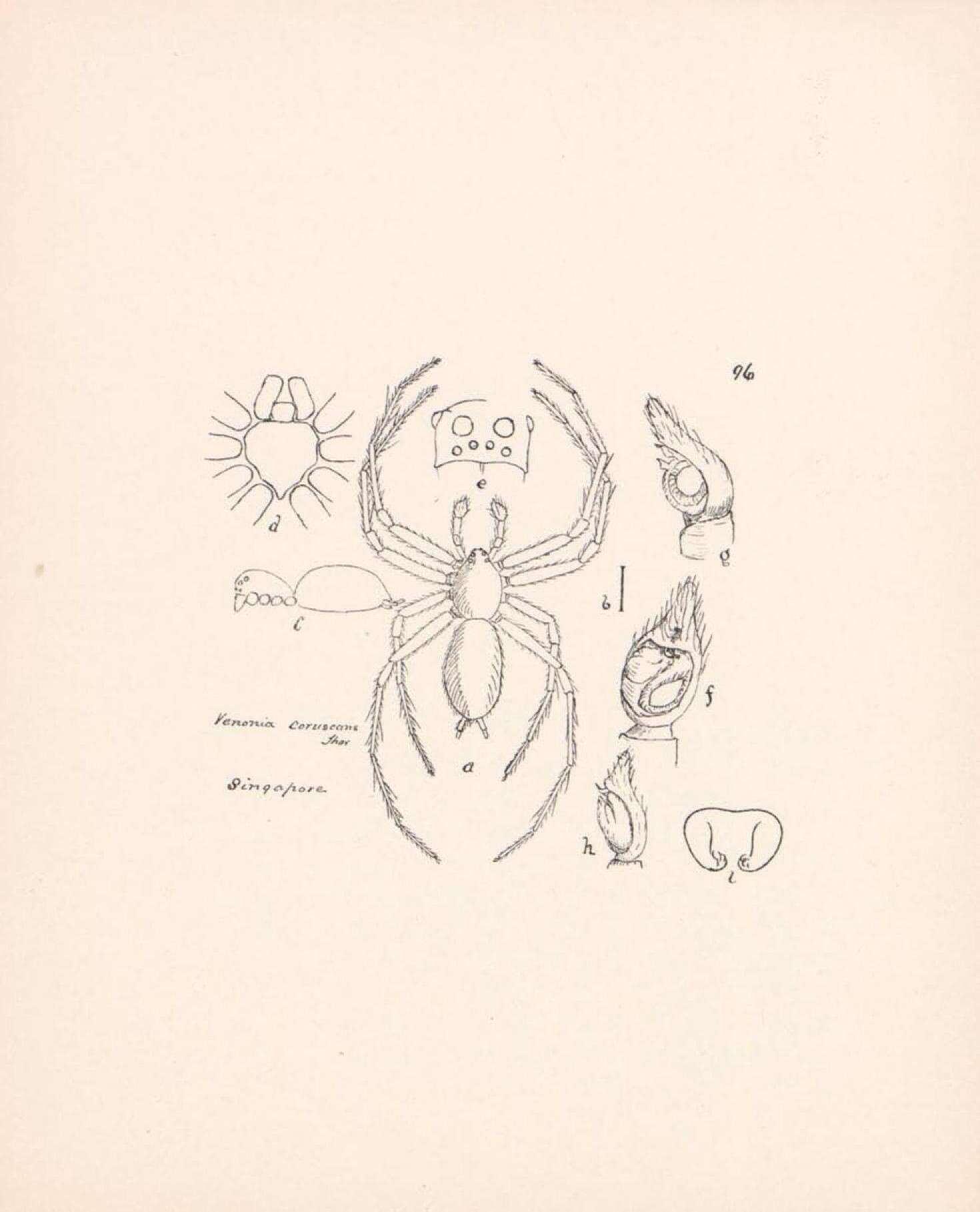 Sivun Venonia coruscans Thorell 1894 kuva