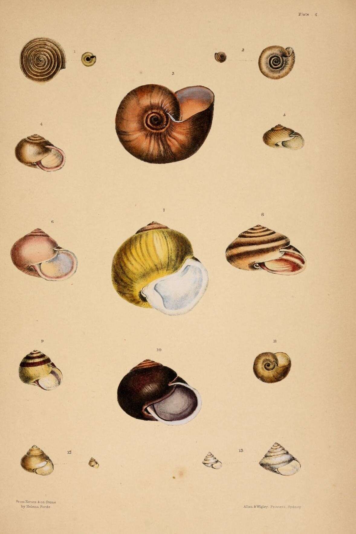 Image of Coneuplecta calculosa (Gould 1852)