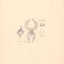 Image of Oxyopes lineatipes (C. L. Koch 1847)