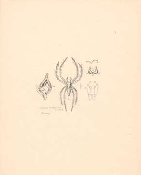 Image of Oxyopes lineatipes (C. L. Koch 1847)