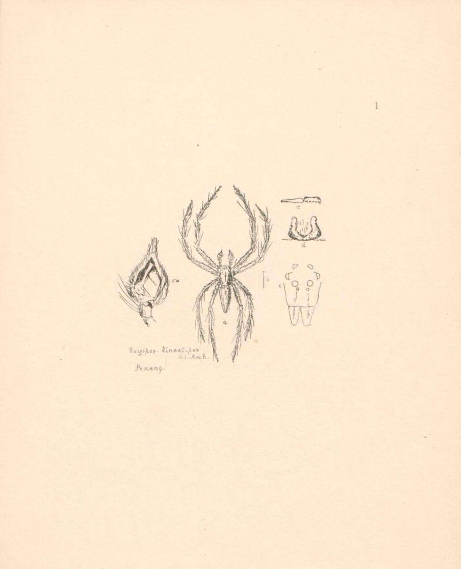 Image of Oxyopes lineatipes (C. L. Koch 1847)