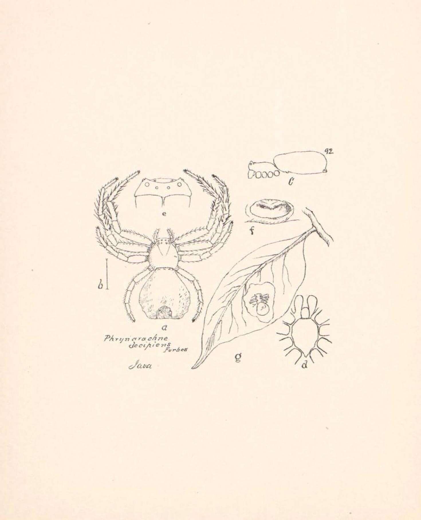 Image of Phrynarachne decipiens (Forbes 1884)