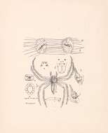 Plancia ëd Polyboea vulpina Thorell 1895