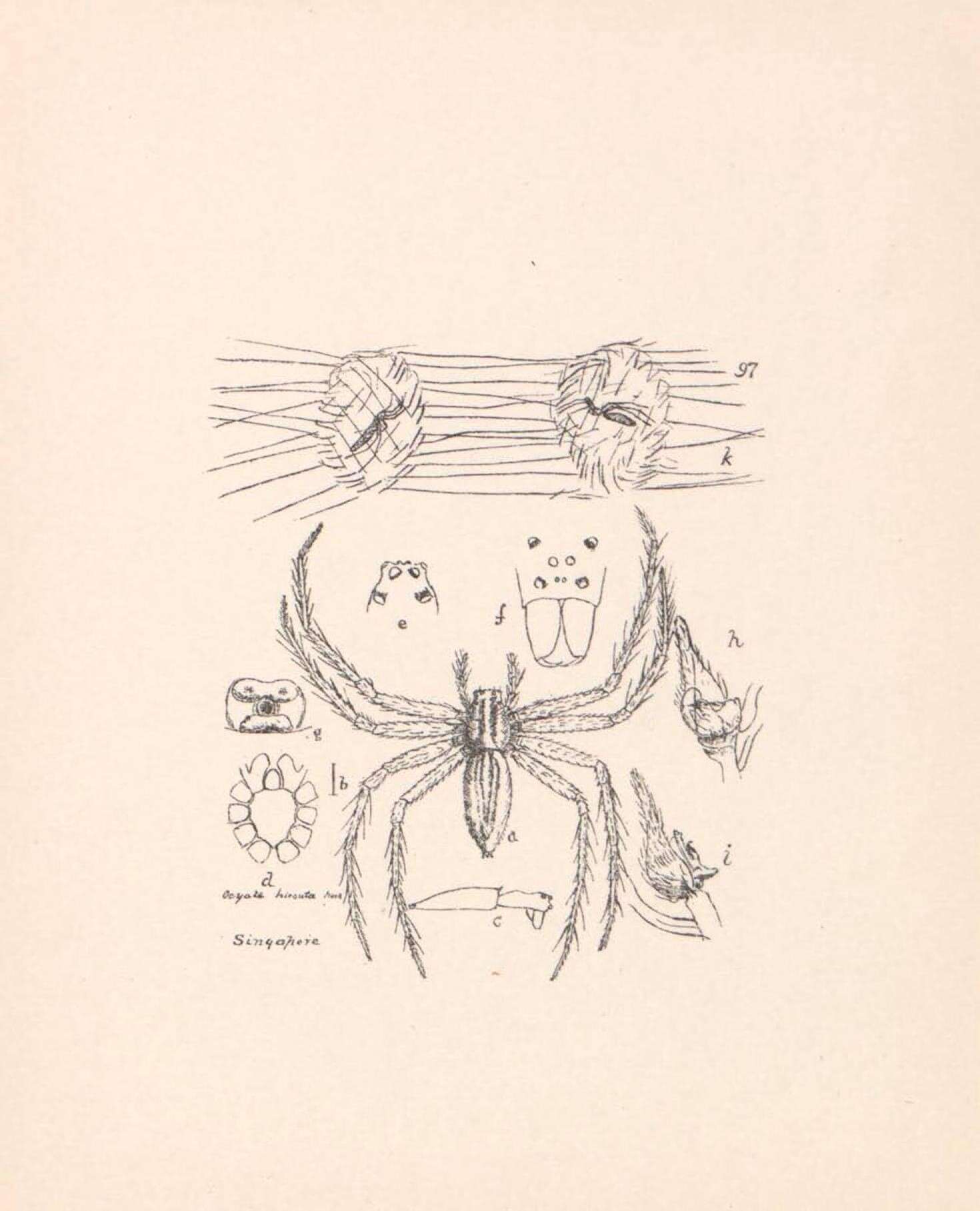 Plancia ëd Polyboea vulpina Thorell 1895