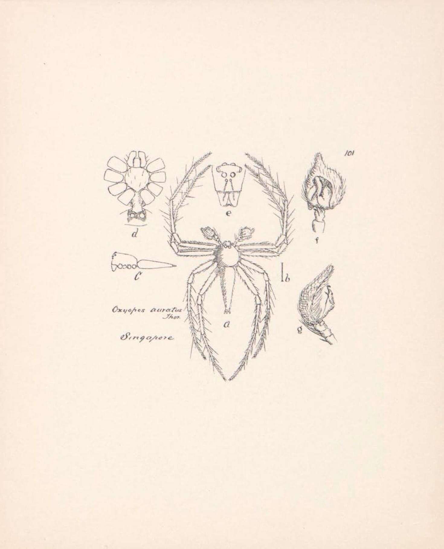 Image of Oxyopes auratus Thorell 1890