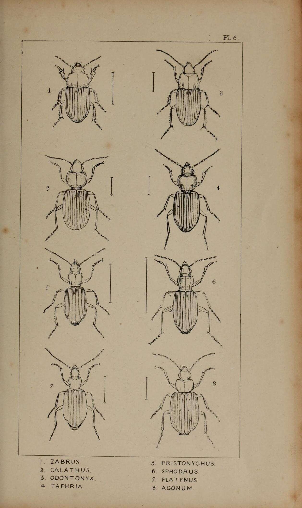 Image of Zabrus (Zabrus) tenebrioides (Goeze 1777)