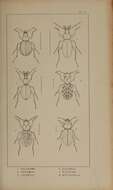 Imagem de Calosoma (Calosoma) inquisitor (Linnaeus 1758)