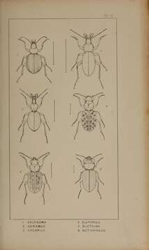 Imagem de Calosoma (Calosoma) inquisitor (Linnaeus 1758)