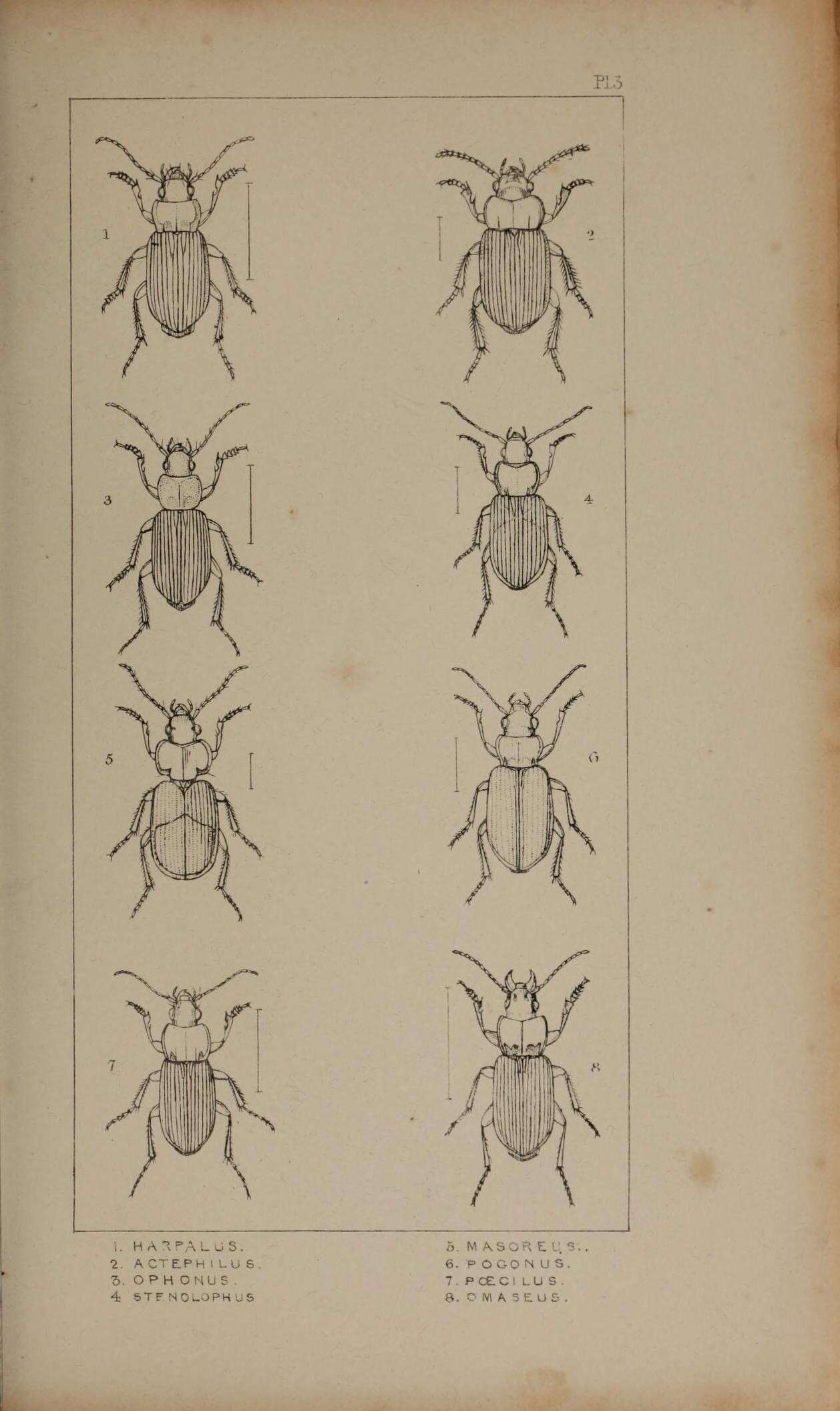 Слика од Harpalus (Pseudoophonus) rufipes (De Geer 1774)