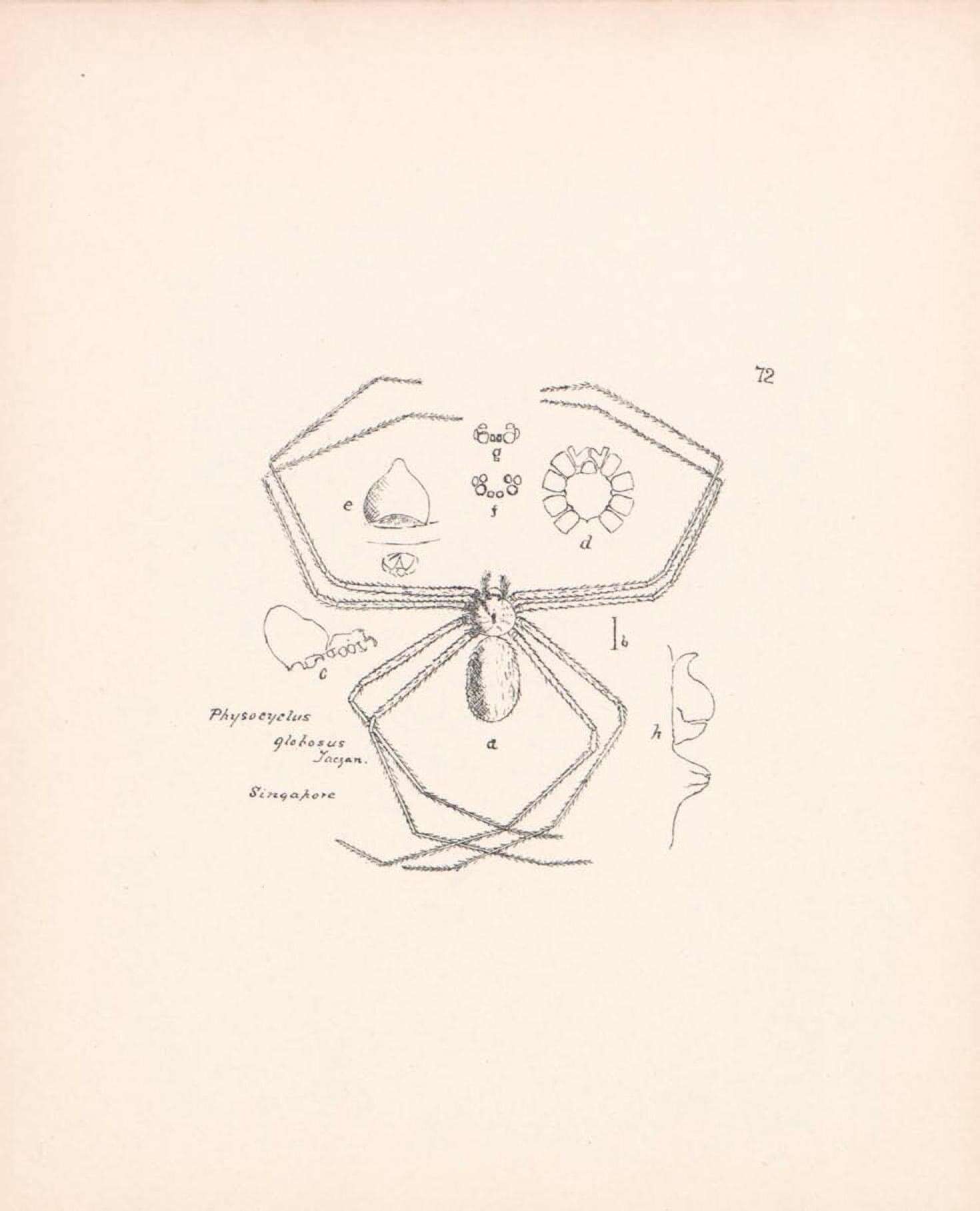 Image de Physocyclus globosus (Taczanowski 1874)