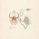 Image of Milonia obtusa Thorell 1892