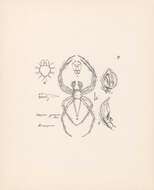 Image of Oxyopes javanus Thorell 1887