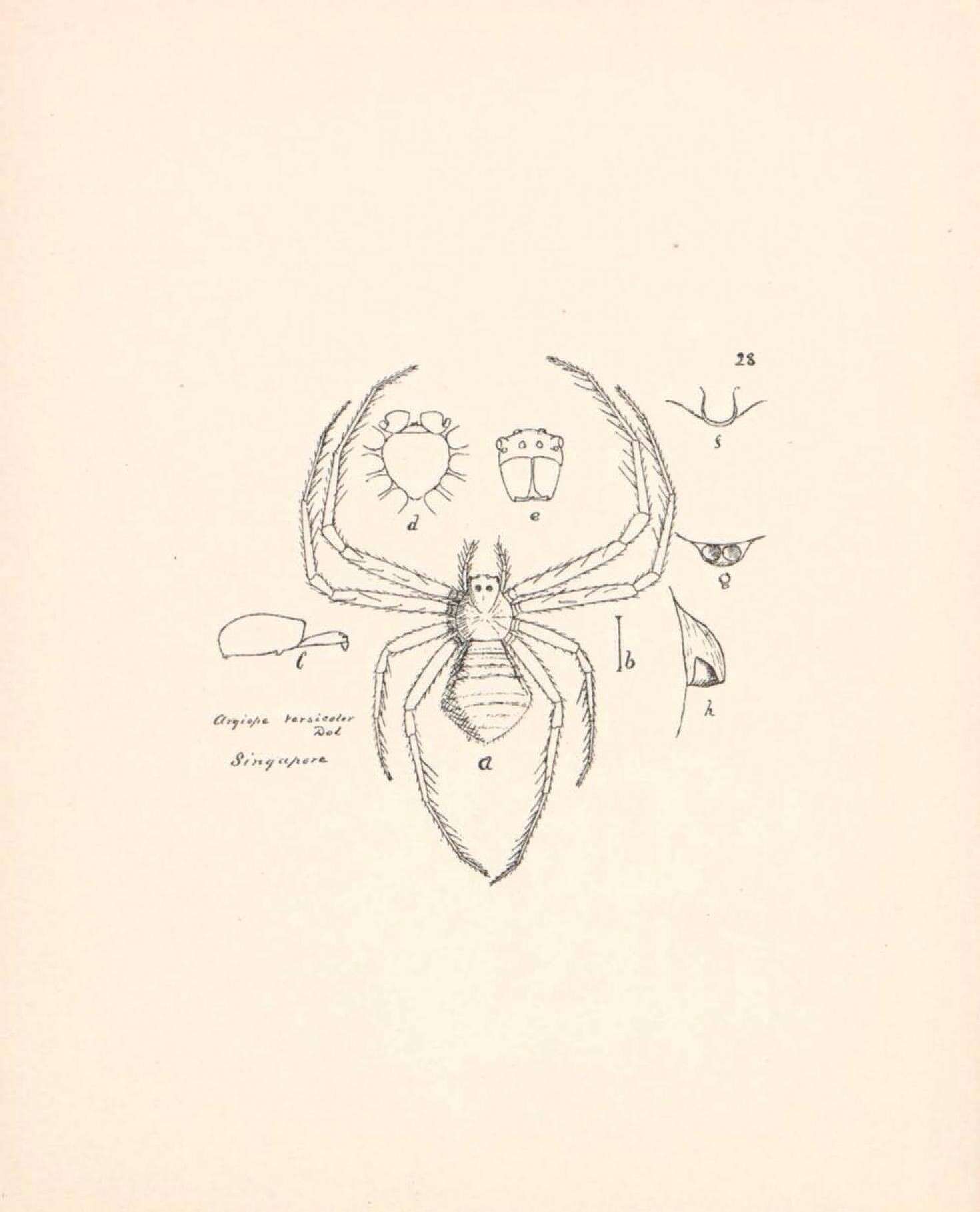 Image de Argiope versicolor (Doleschall 1859)