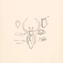 Sivun Coleosoma blandum O. Pickard-Cambridge 1882 kuva