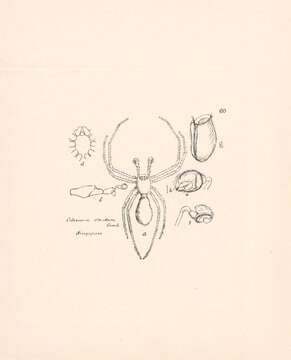 Image of Coleosoma blandum O. Pickard-Cambridge 1882