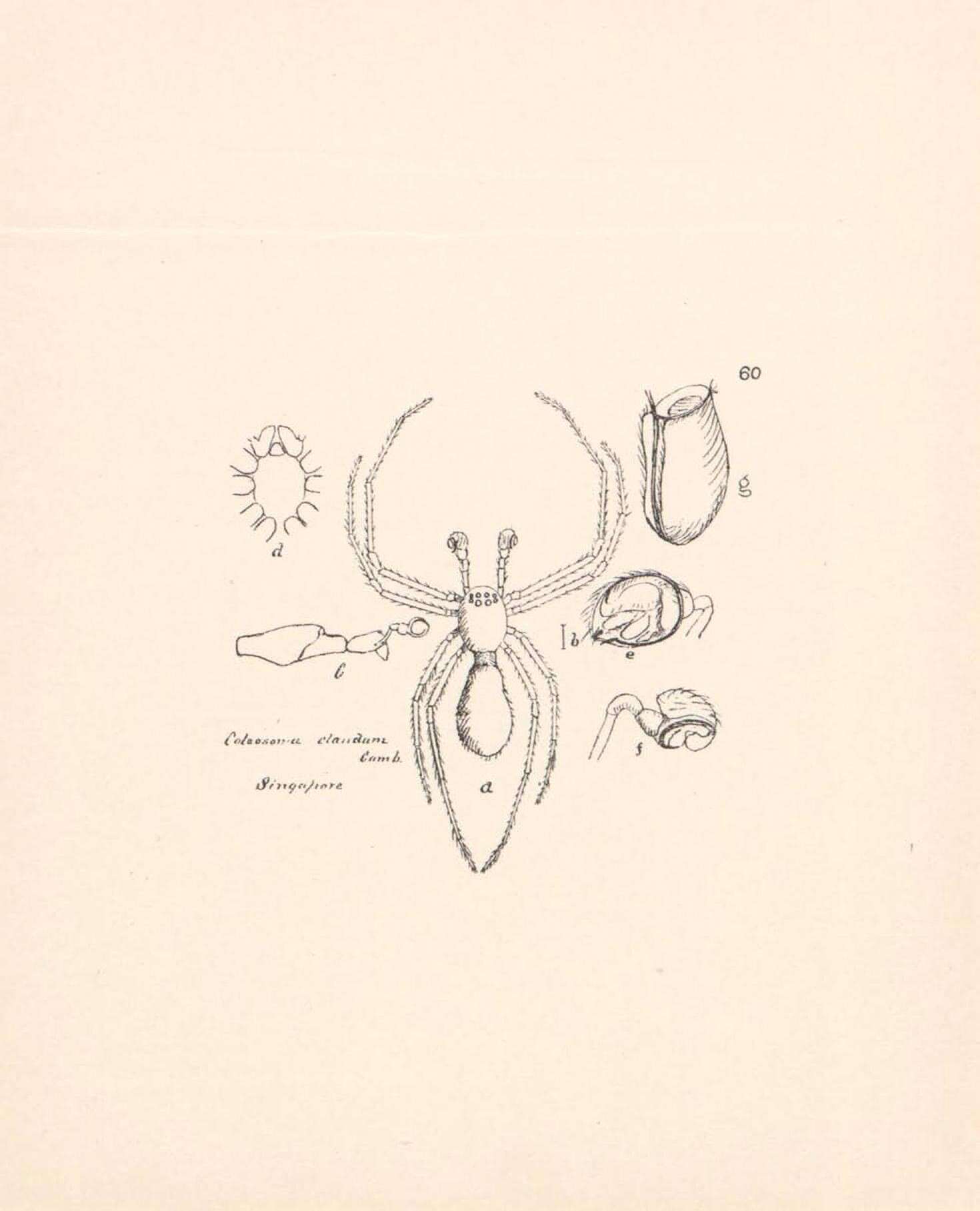 Image de Coleosoma blandum O. Pickard-Cambridge 1882