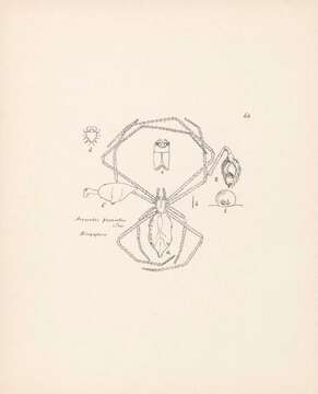 Image of Argyrodes fasciatus Thorell 1892