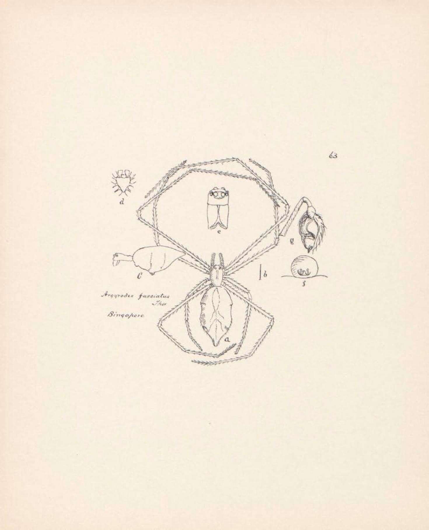 Image de Argyrodes fasciatus Thorell 1892