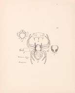 Image of Philodamia hilaris Thorell 1894