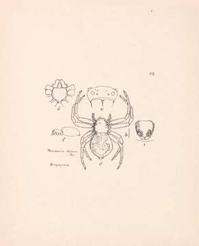 Image of Philodamia hilaris Thorell 1894