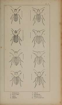 Image of Abax (Abax) parallelepipedus parallelepipedus (Piller & Mitterpacher 1783)