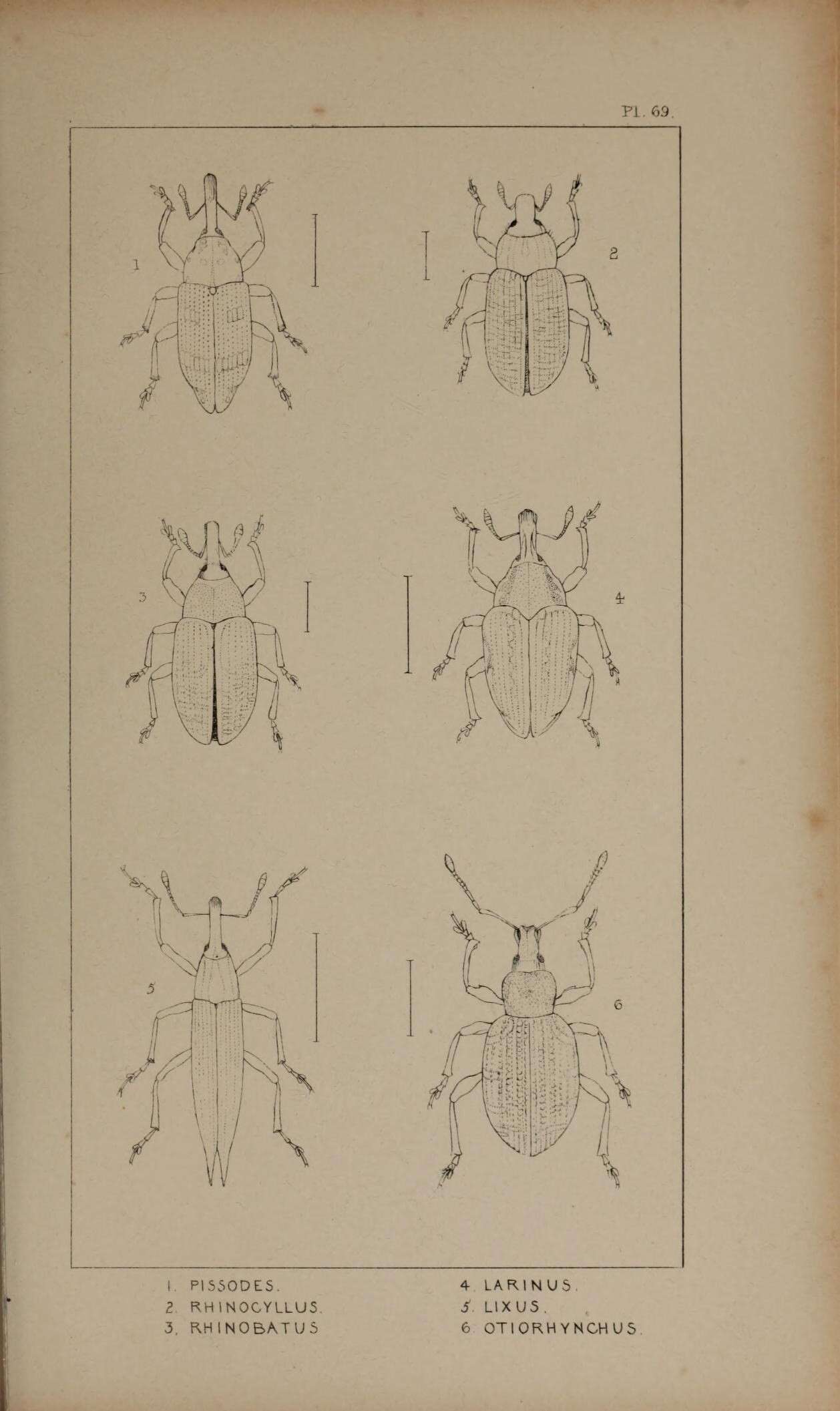 Plancia ëd Pissodes pini (Linnaeus & C. 1758)